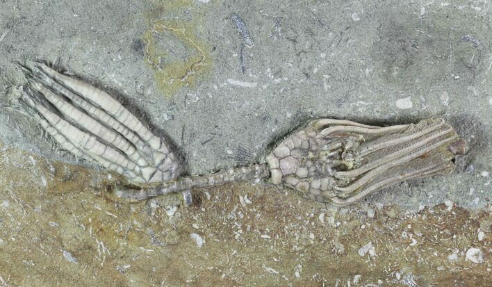 Crinoid Plate - Two Species - Crawfordsville #94802